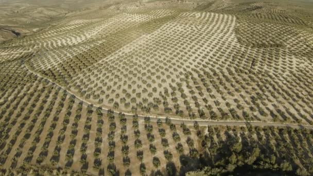 Beautiful aerial view of a olive trees and land in Andalusia in a summer evening — Stock Video