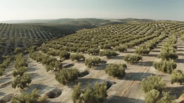 Beautiful aerial view of a olive trees and land in Andalusia in a summer evening — Stock Video