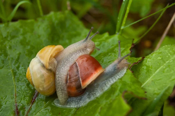 一只小蜗牛带着另一只蜗牛 — 图库照片