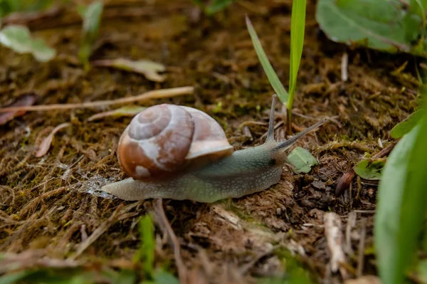 Snail Crawling Ground — Stock Photo, Image