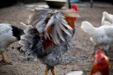 Kanatlarını çırpan bir horoz