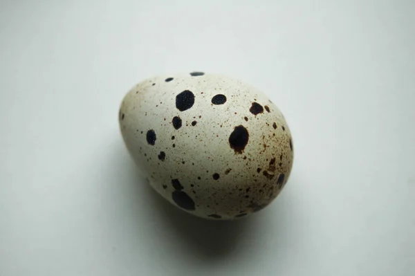 Одно Перепелиное Яйцо Белом Фоне — стоковое фото