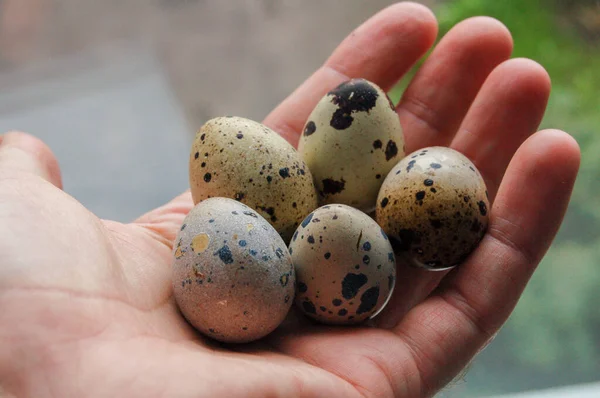 Перепелиные Яйца Руках Близко — стоковое фото