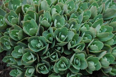 bahar yeşili arkaplan dokusu