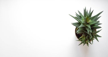 Beyaz arka planda kaktüs sulu. Üst görünüm, metin için çok yer var. Düz yatıyordu. Asgari konsept.