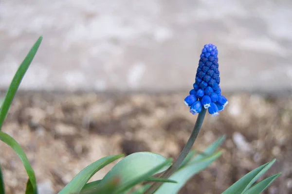 Fleurs Printanières Bleues Muscari Armeniacum Fleurissant Dans Jardin — Photo