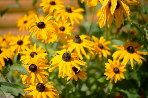 Large Bush Bright Yellow Summer Flowers Sunny Summer Day — Stock Photo, Image