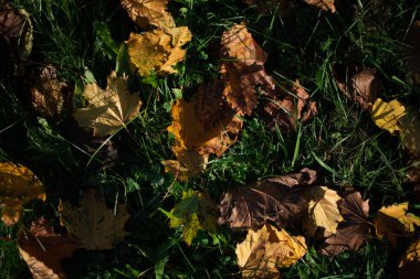 Sarı sonbahar yaprakları yeşil çimlerde.