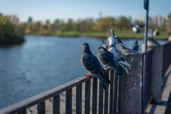 Několik Holubů Sedících Železném Plotě Rybníka Parku — Stock fotografie