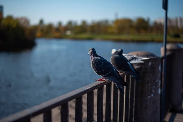 Několik Holubů Sedí Železném Plotě Rybníka Parku — Stock fotografie