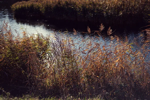 Yellowing Autumn Reeds Pond Warm Sunny Autumn Day Tall Reeds — Stock Photo, Image