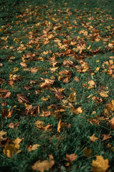 Візерунок Жовтого Осіннього Листя Зеленій Траві — стокове фото