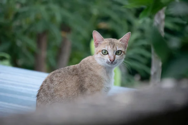bir şey de izliyor ve geride duvar oturan kedi