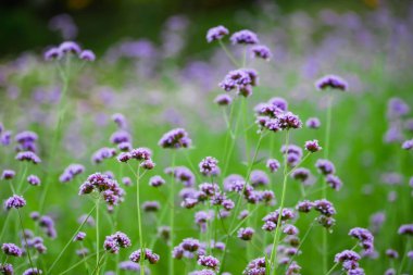 Mor çiçek arka plan bulanıklık