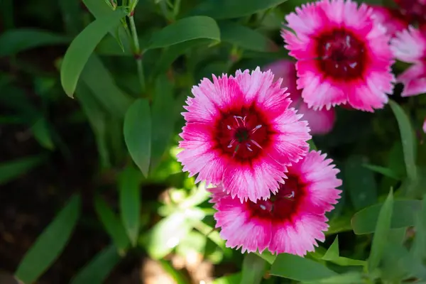 Bahçede açan güzel çiçekler.