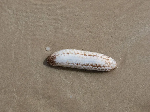 Tayland kum üzerinde deniz hıyarı göbek altında