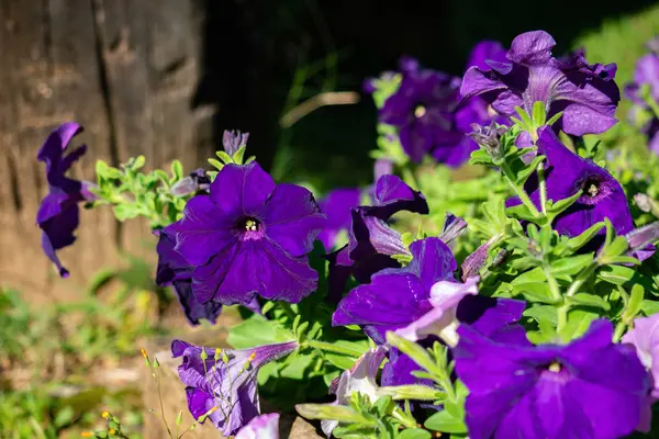 Mor Petunya ve yeşil yaprak