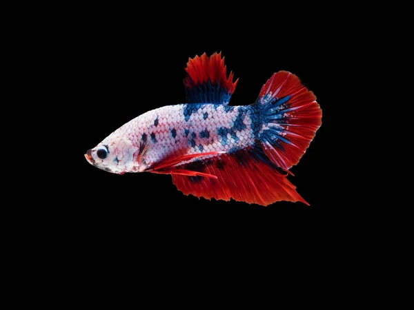 Dövüş balık kırpma yolu siyah zemin üzerine beyaz