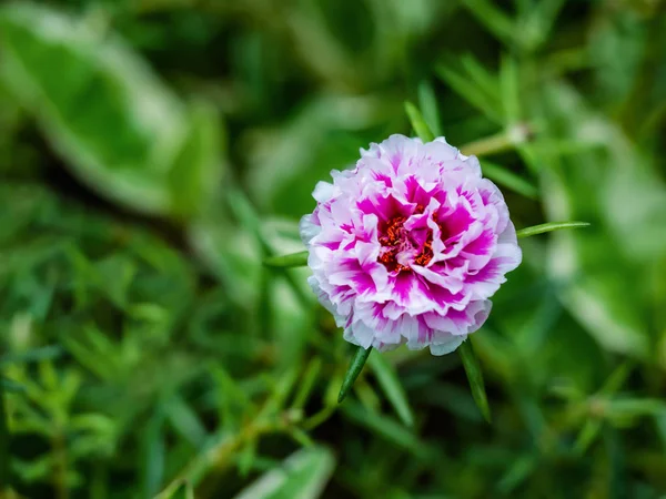 pembe çiçek yaprak yeşil arka plan bulanıklık