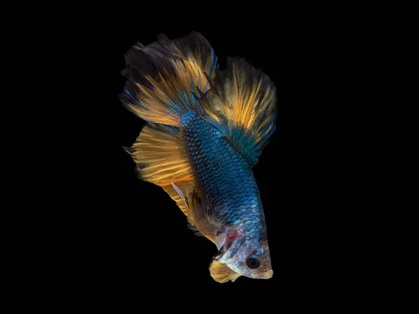 Dövüş balık kırpma yolu siyah zemin üzerine mavi