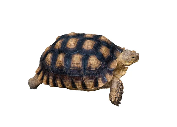 Sulcata Schildpad Witte Achtergrond Met Uitknippad — Stockfoto