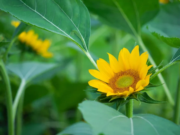 sarı ayçiçeği yaprak yeşil arka plan ile çiçeklenme