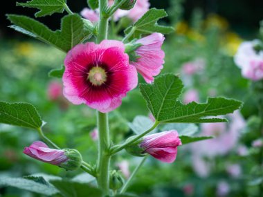 görüntü arka plan üzerinde Bloom ve bud pembe alcea rosea (Gül Fatma) çiçek