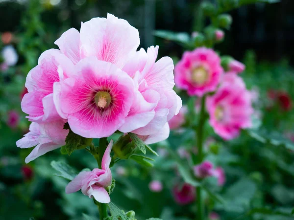 hafif pembe alcea rosea (Gül Fatma) çiçek üzerinde arka plan bulanıklık