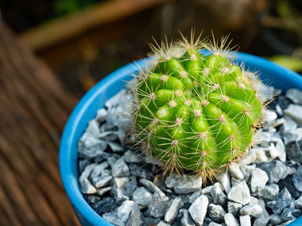 mavi pot küçük yeşil ağaç