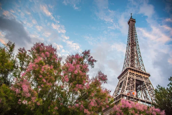 Flores de cerejeira com a Torre Eiffel — Fotografia de Stock