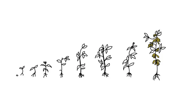 Ciclo Crecimiento Planta Soja Aislado Sobre Fondo Blanco Etapas Las — Archivo Imágenes Vectoriales