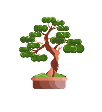 İzole bir arka planda saksı bonsai ağacının vektör çizimi. Ev bitkisi.