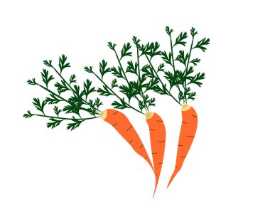 Çizgi film tarzında izole edilmiş arkaplanda vektör illüstrasyon havucu