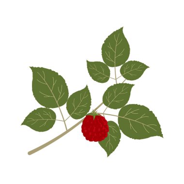 Yaprakları olan bir dalda ahududu, beyaz arkaplanda izole edilmiş renk çizimi, tasarım, dekorasyon