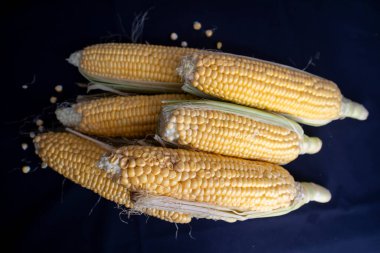 Lezzetli taze mısır siyah izole arkaplan görüntüsü