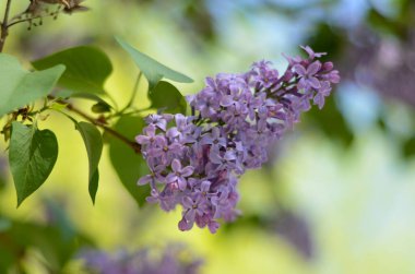 Bahçedeki leylak dalı