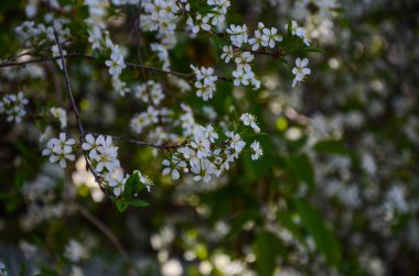 Bahçede kiraz çiçekleri