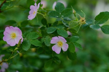 Bahçede çiçek açan güllük.