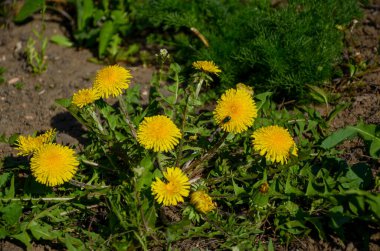 Çimlerde sarı karahindibalar