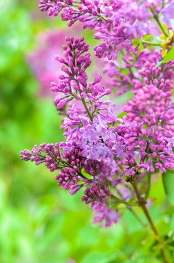 Bahçede pembe kiraz çiçeği