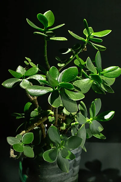 Green money tree in a pot on a black background — Stock Photo, Image