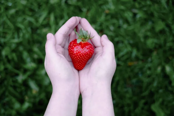 A pile of fruit in Childs hand , juicy strawberry — Stock Photo, Image