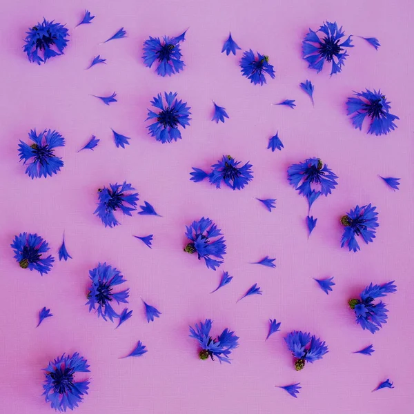  Mavi Cornflower deseni kusursuz. Mavi Mısır Çiçeği. Duvar kağıdı, kartpostal. 