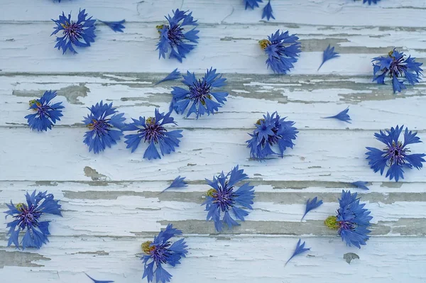 Dikensiz desenli Cornflower mavi baskısı. Duvar kağıdı, kartpostal.