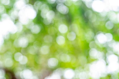 Bokeh ile soyut doğa yeşil bulanık arkaplan
