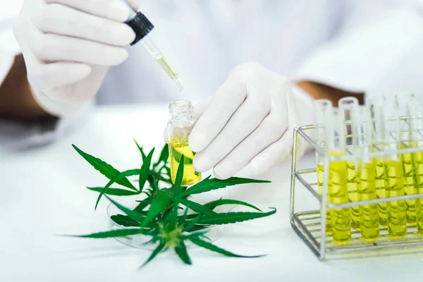 Laboratuvardaki Bilim Adamı Bir Marihuana Bitkisinden Çıkarılan Cbd Yağını Test — Stok fotoğraf
