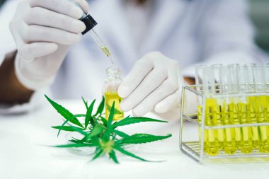 Laboratuvardaki bilim adamı bir marihuana bitkisinden çıkarılan cbd yağını test ediyor. Tıbbi esrar kaynaklı sağlık eczanesi.