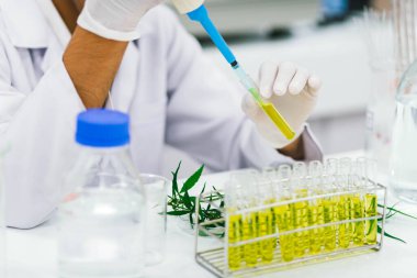 Laboratuvardaki bilim adamı bir marihuana bitkisinden çıkarılan cbd yağını test ediyor. Tıbbi esrar kaynaklı sağlık eczanesi.
