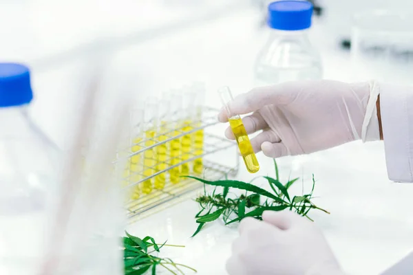 Wissenschaftler Bei Der Laboruntersuchung Von Cbd Das Aus Einer Marihuanapflanze — Stockfoto