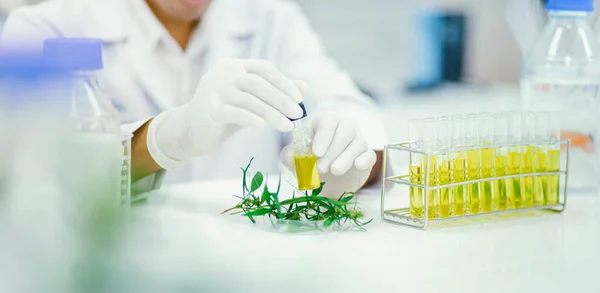 研究室の科学者はマリファナ植物から抽出されたCbd油をテストしています 医療大麻からの医療薬局 — ストック写真